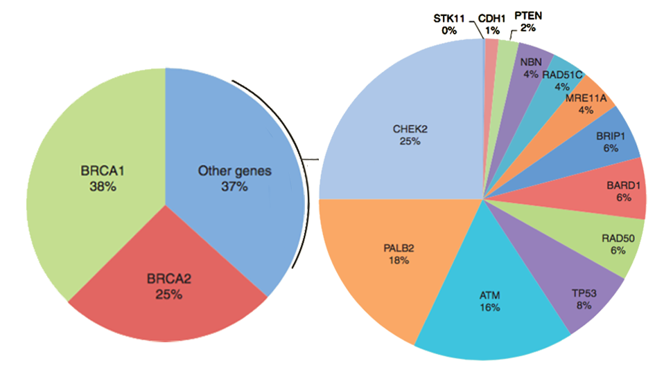 چارت آزمایش +BRCA